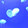 ハートのクラゲ？