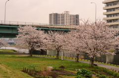 桜＠江戸川区大島小松川公園　2