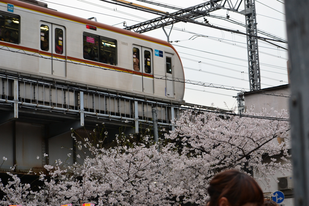桜＠目黒区目黒川　3