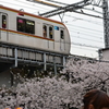 桜＠目黒区目黒川　3