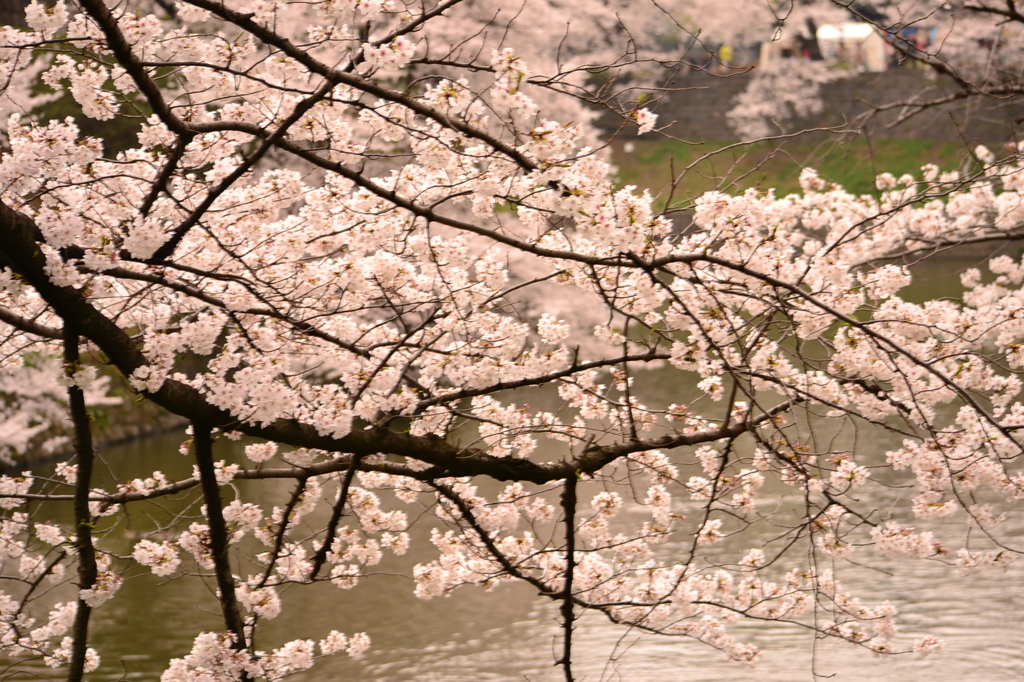 桜＠千代田区北の丸公園　5