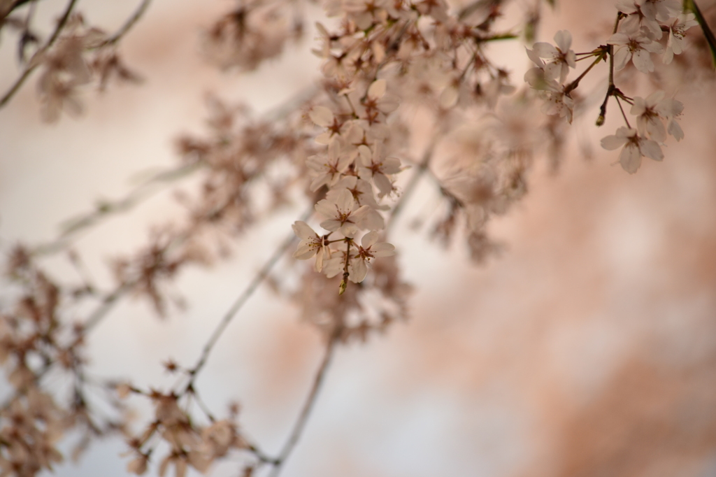 桜＠北区飛鳥山公園　2