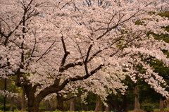 桜＠渋谷区代々木公園　1