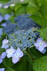 雨上がりの後の紫陽花の群生