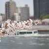 桜＠墨田区隅田公園　2