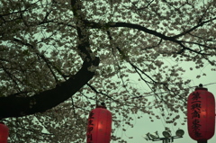 桜＠中野区中野通り　3
