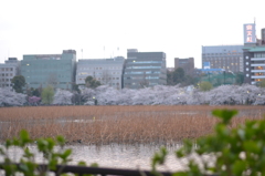 桜＠台東区上野公園　5