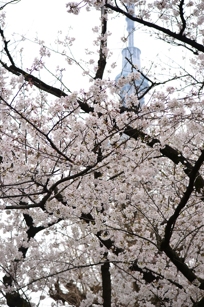 桜＠墨田区隅田公園　4