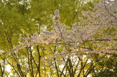桜＠新宿区戸山公園　1