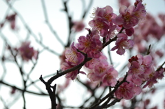 春を待ちわびる梅の花（トキナーのセンターフォーカスフィルター使用）