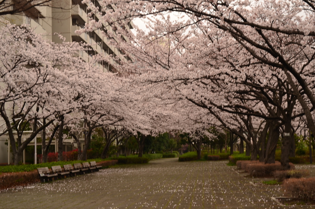 桜 江戸川区大島小松川公園 4 By あさみ1979 Id 写真共有サイト Photohito