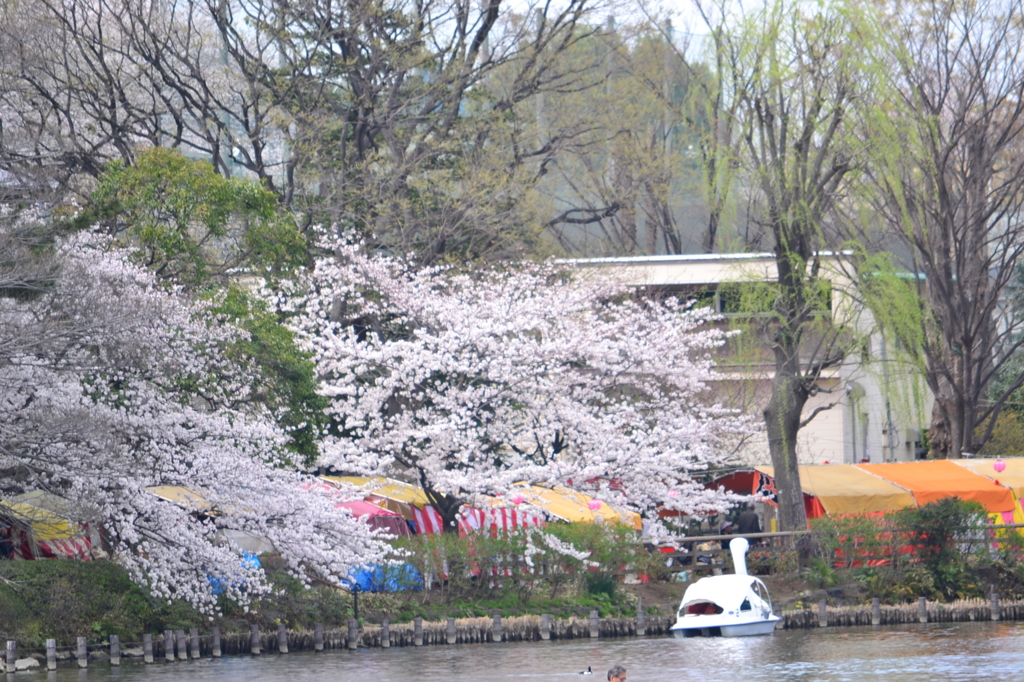 桜＠大田区洗足池公園　3