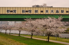 桜＠江戸川区大島小松川公園　3