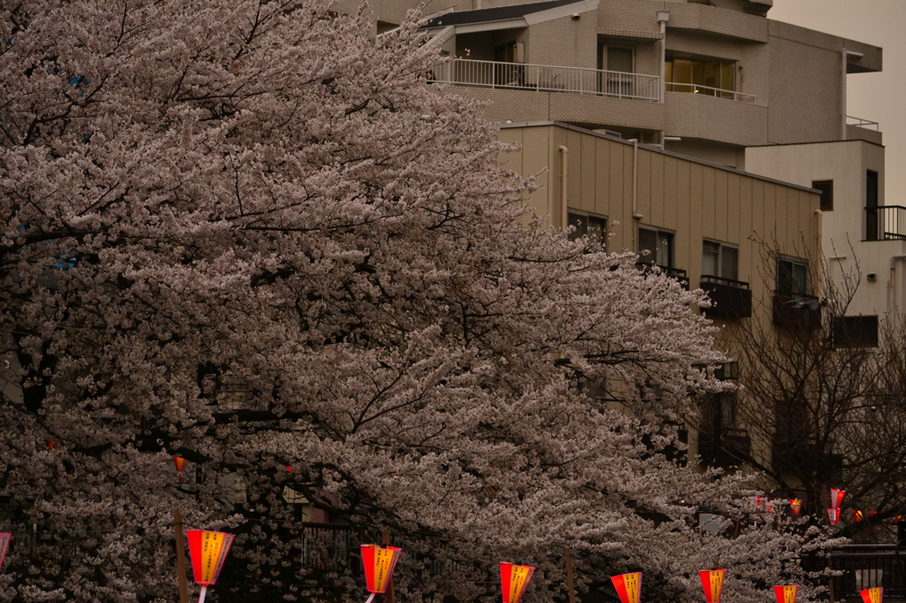 桜＠目黒区目黒川　5