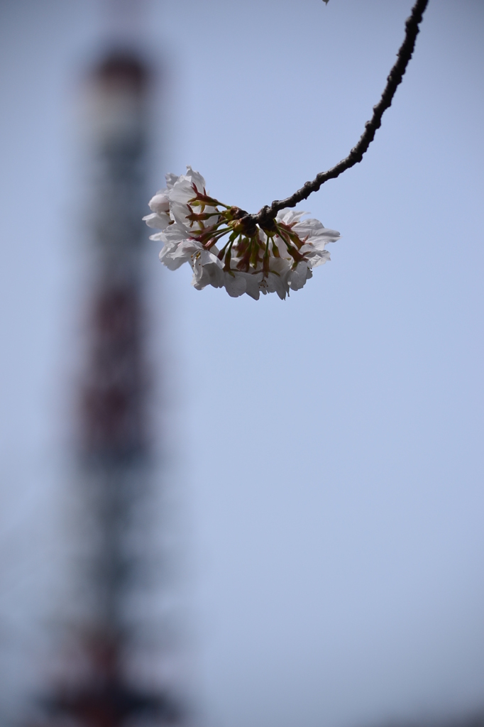 桜＠港区芝公園　1