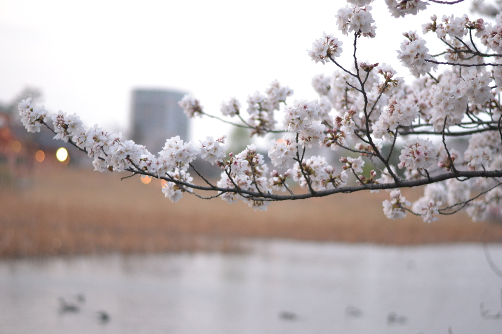 桜＠台東区上野公園　4