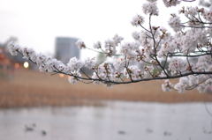 桜＠台東区上野公園　4