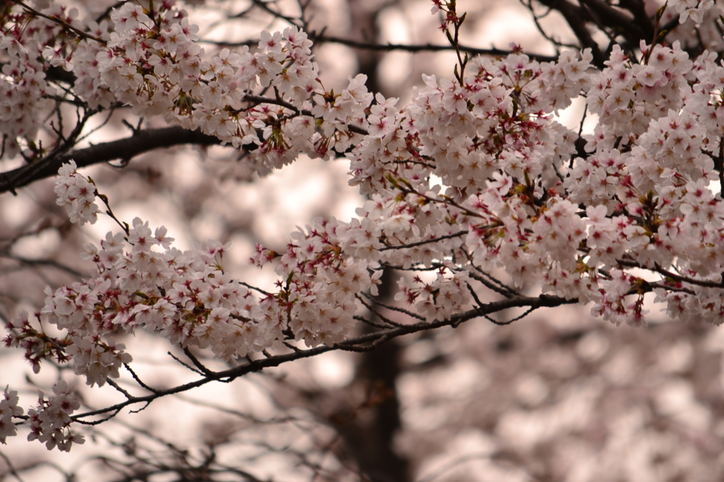 桜＠渋谷区代々木公園　3