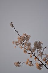 桜＠新宿区戸山公園　2