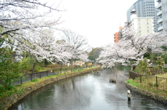 桜＠江東区仙台堀公園　1