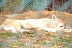 白いライオンが寝ています