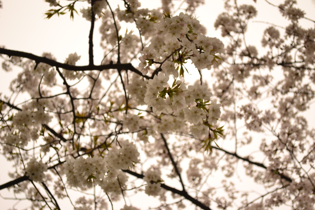 桜＠世田谷区浄真寺　3