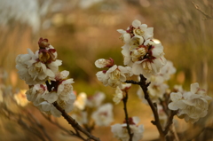 春を待ちわびる梅の花（トキナーのセンターイメージフィルター使用）