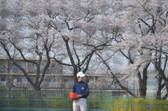 桜＠板橋区小豆沢公園　3