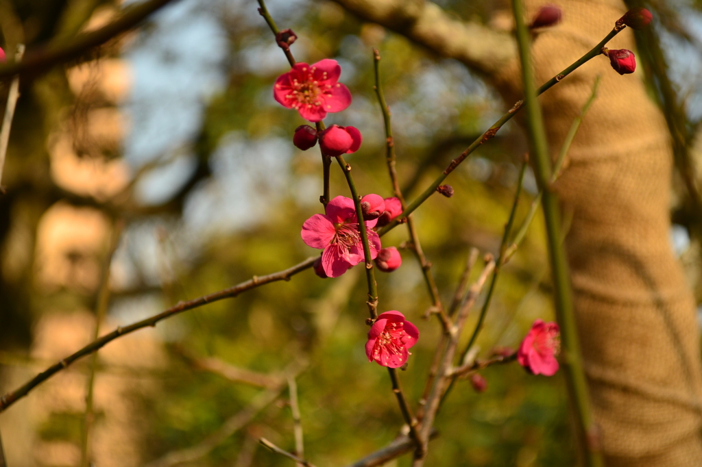 紅梅