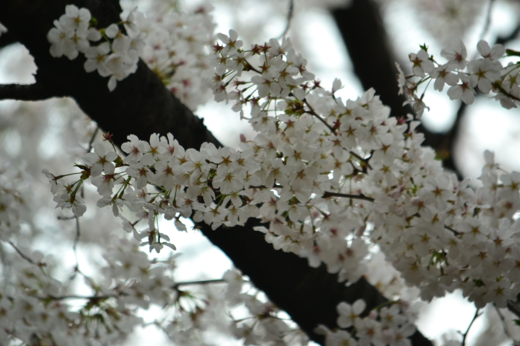桜＠目黒区目黒川　2