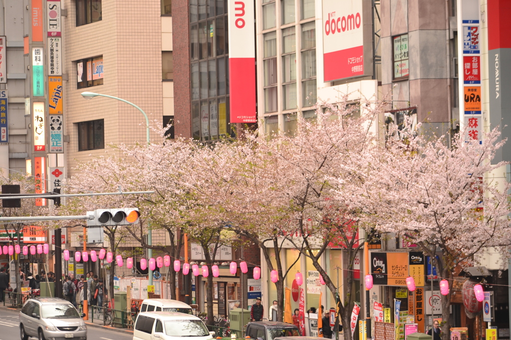 桜＠中野区中野通り　5