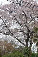 元気です、福島の桜