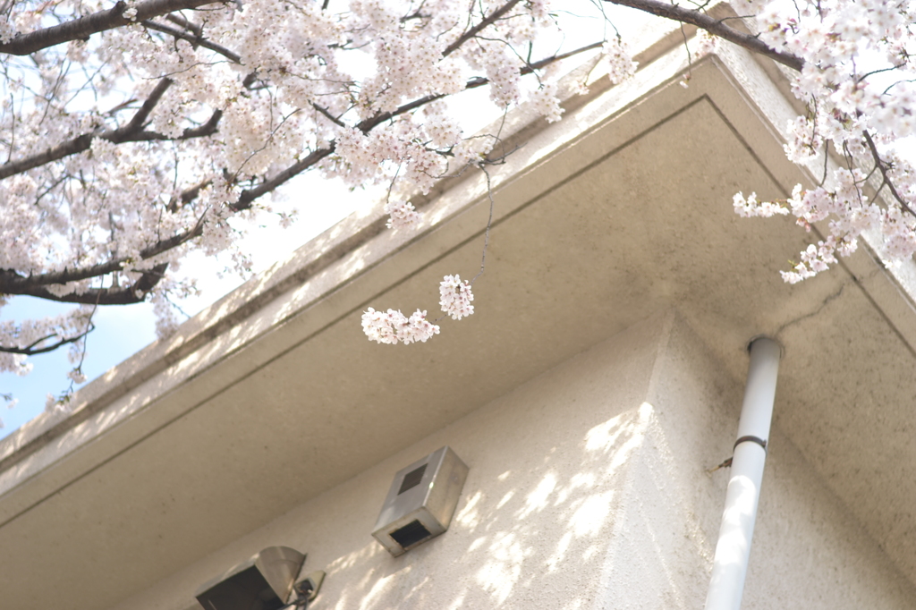 桜＠板橋区小豆沢公園　1