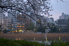 桜＠台東区上野公園　2