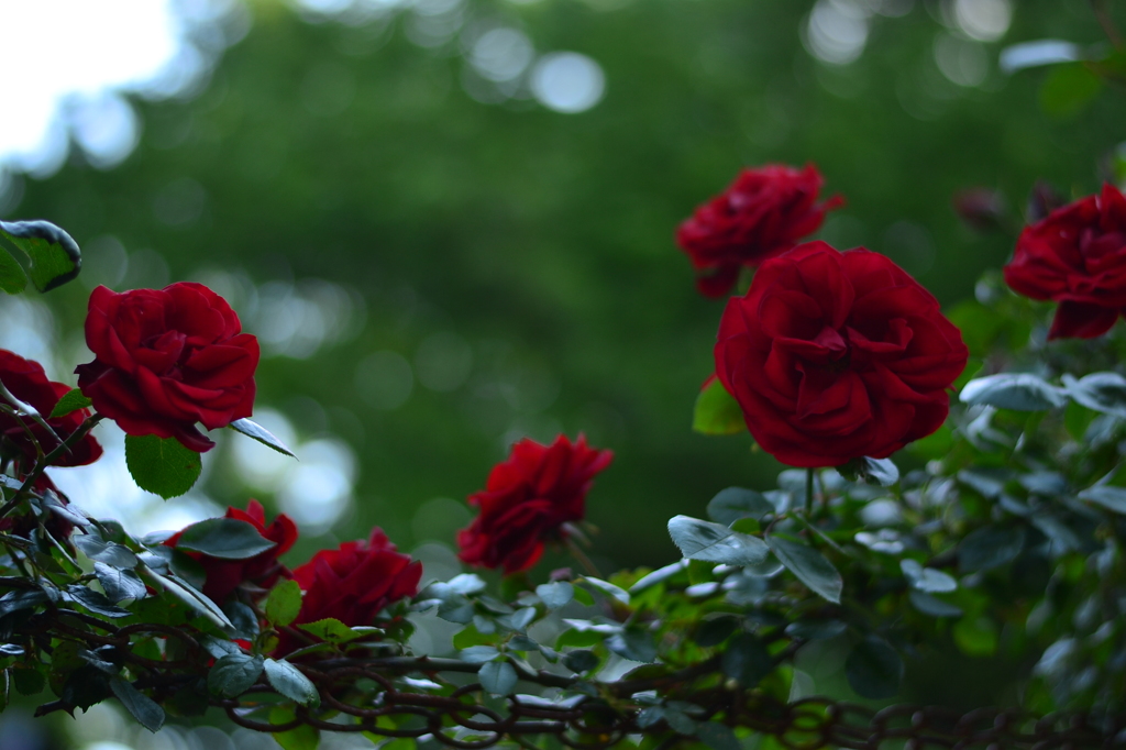 情熱の赤いバラ　1
