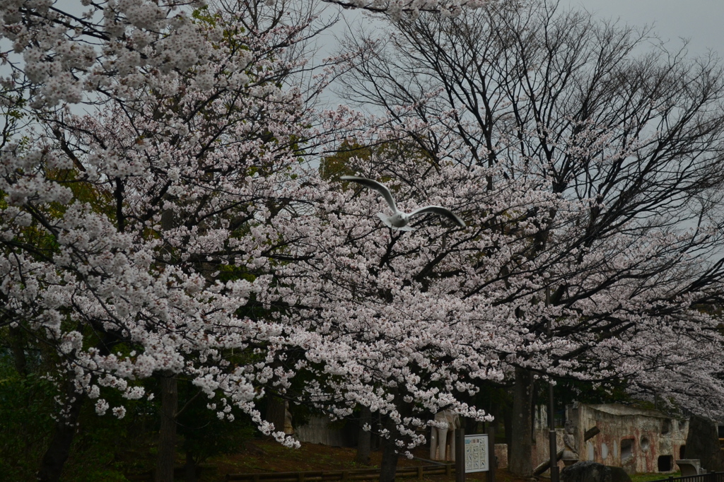 桜＠江東区仙台堀公園　2