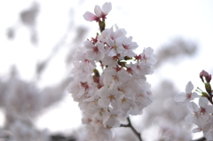 桜＠台東区上野公園　3