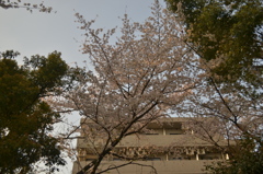桜＠新宿区戸山公園　3
