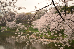 桜＠千代田区北の丸公園　3