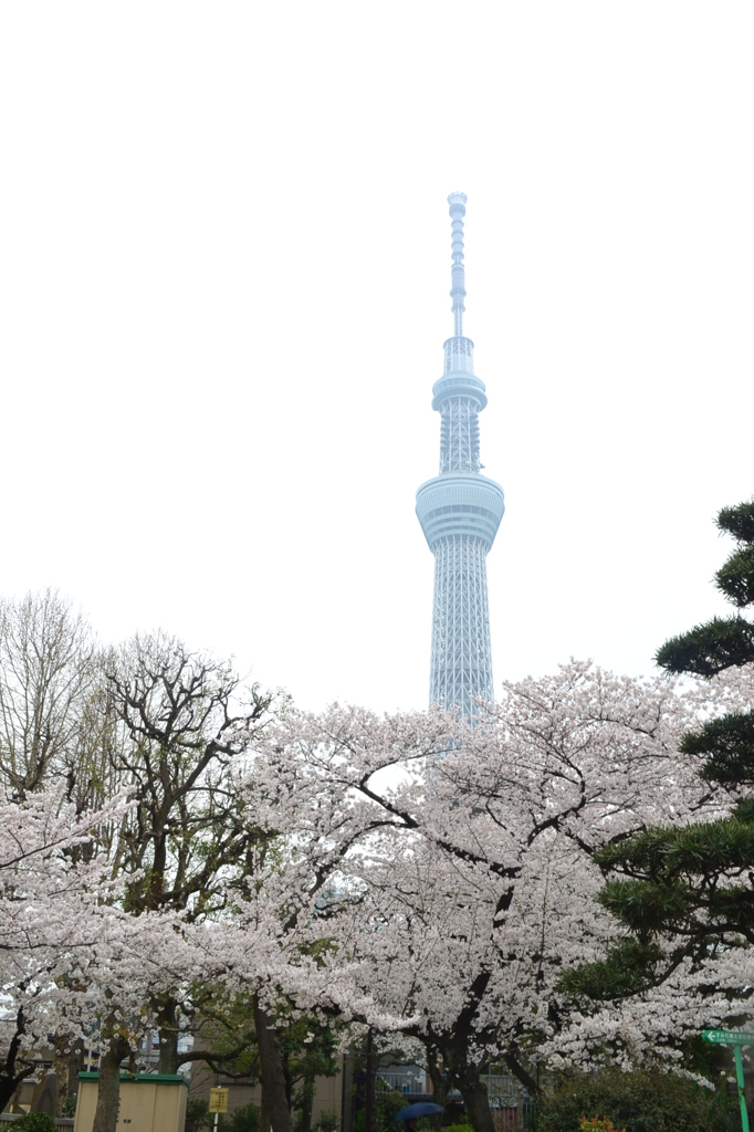 桜＠墨田区隅田公園　1