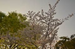 桜＠新宿区戸山公園　4