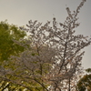 桜＠新宿区戸山公園　4