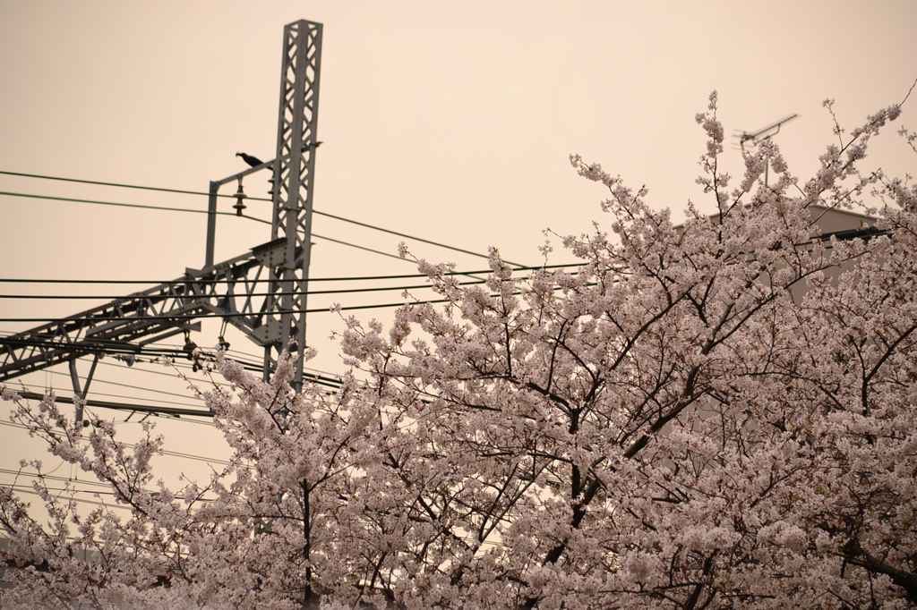 桜＠目黒区目黒川　4
