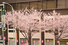 桜＠中野区中野通り　4