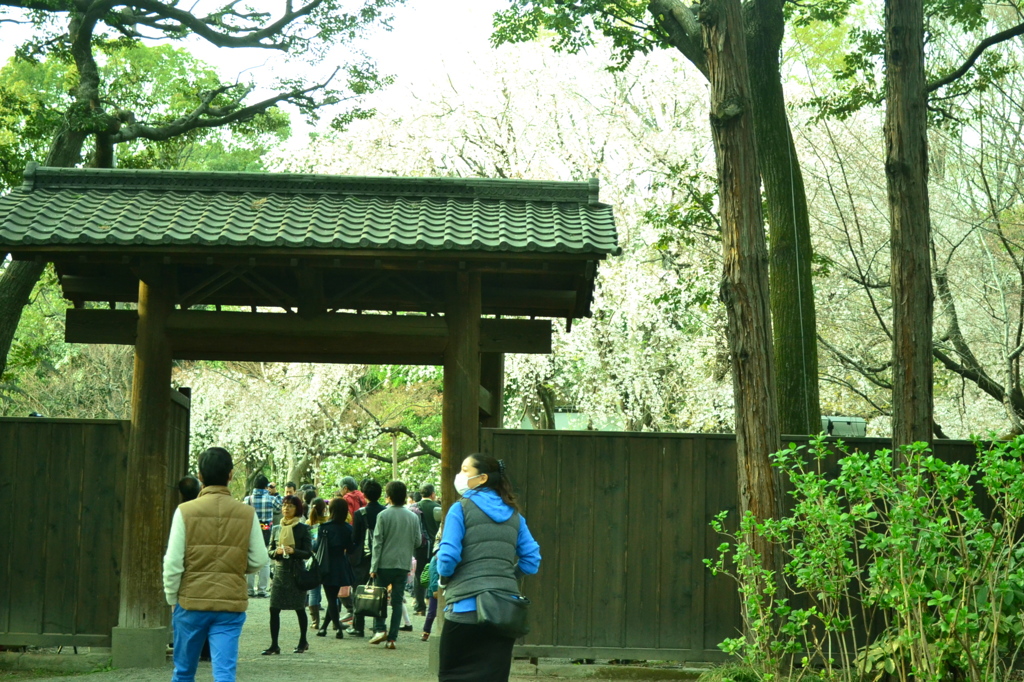 桜＠文京区六義園　3
