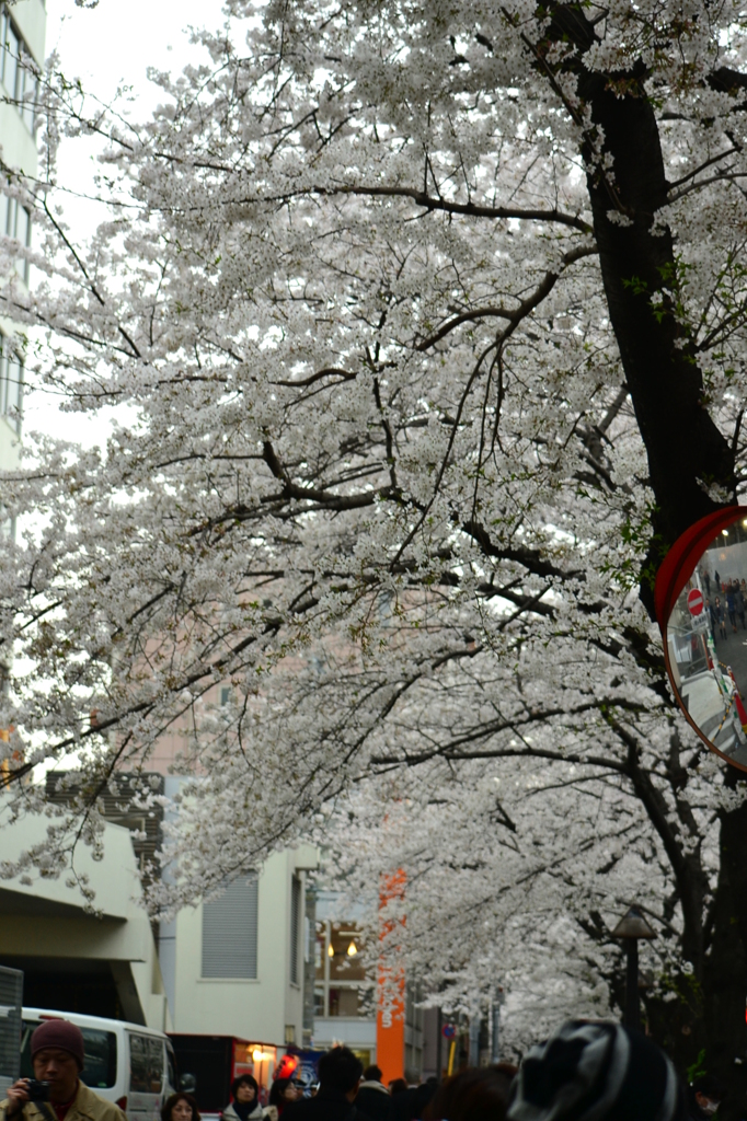 桜＠目黒区目黒川　1