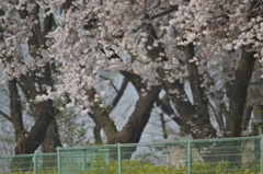桜＠板橋区小豆沢公園　4