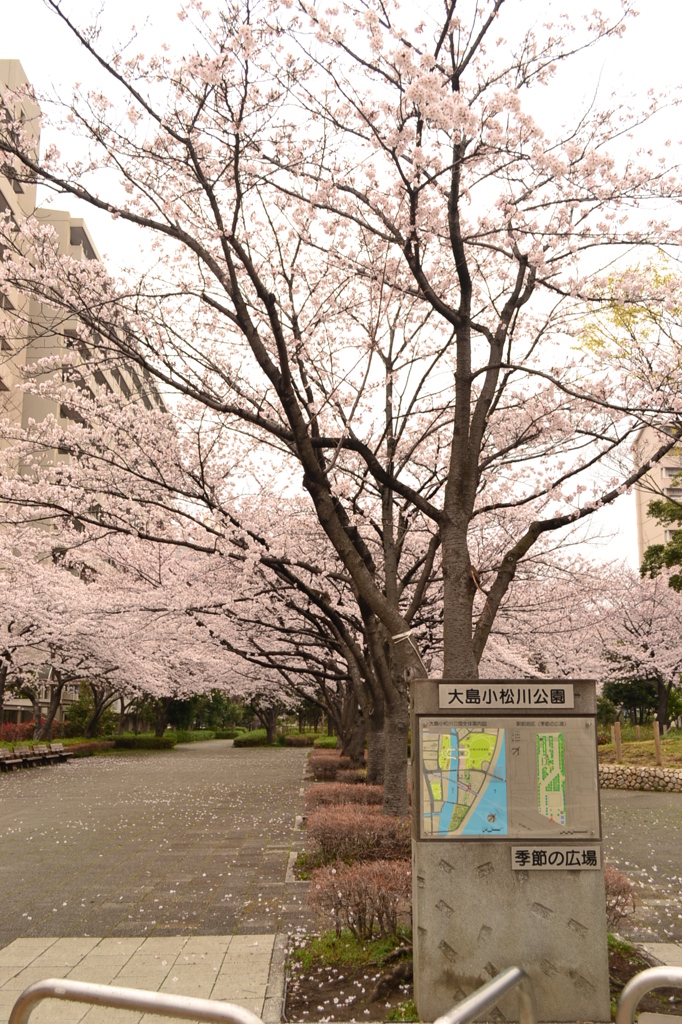 桜 江戸川区大島小松川公園 5 By あさみ1979 Id 写真共有サイト Photohito