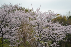 桜＠練馬区光が丘公園　3