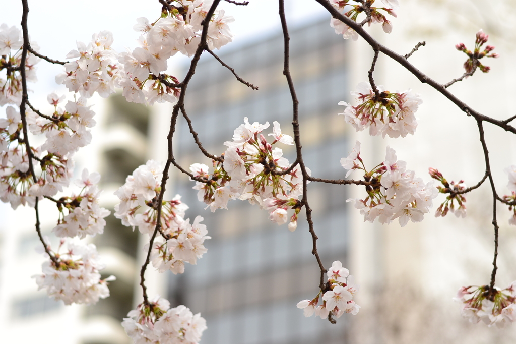 桜＠港区芝公園　3